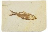 Fossil Fish (Knightia) - Wyoming #233147-1